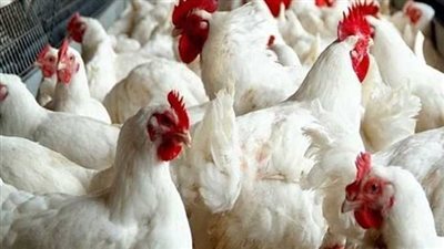 أسعار الدواجن اليوم الإثنين 14-10-2024