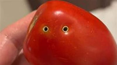 بعد إثارتها الجدل.. حقيقة تسبب الثعابين السامة في ثقوب ثمار الطماطم