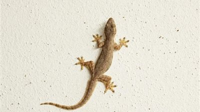 لو دخل برص منزلك.. كيف تتخلصي منه بسهولة؟