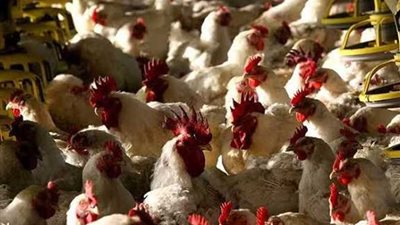 أسعار الدواجن اليوم الإثنين 21-10-2024