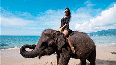 تفسير حلم ركوب الفيل في المنام وعلاقته بالرزق الكثير