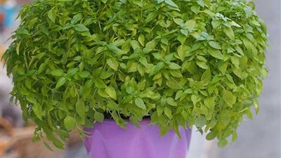 5 نباتات ذات روائح مميزة يمكنك زراعتها في المنزل