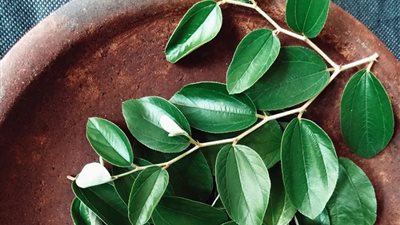 لمشاكل البشرة.. 5 فوائد مذهلة لورق السدر لبشرة خالية من الحساسية 