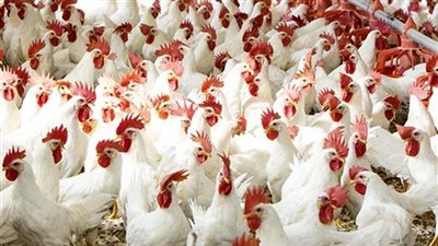 تراجع أسعار الدواجن اليوم الإثنين 18-11-2024