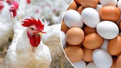 أسعار الدواجن اليوم الجمعة 22-11-2024