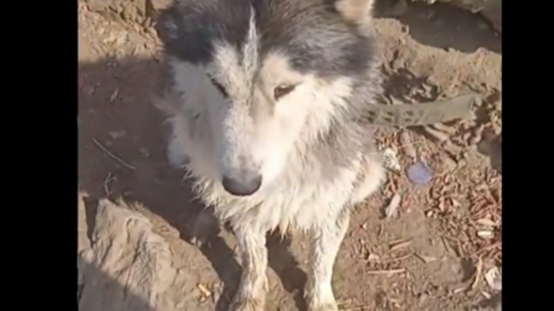 كلب يبكي صاحبه 