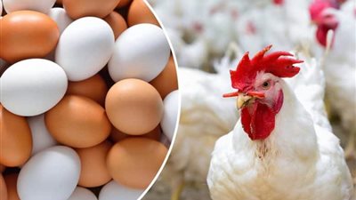 أسعار الدواجن والبيض اليوم الخميس 12 ديسمبر 2024