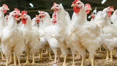 أسعار الفراخ اليوم الإثنين 16-12-2024 بالأسواق