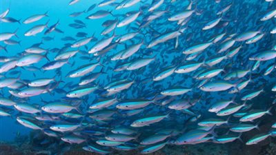 تفسيرات عديدة لرؤية السمك في المنام 