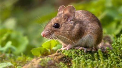 بعيدا عن الكيماويات.. 5 طرق فعالة للتخلص من الفئران