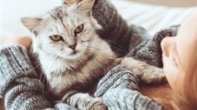 تفسير حلم  رؤية القطط  في المنام وعلاقته بالمشاكل العاطفية