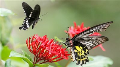 تفسير حلم رؤية الفراشة في المنام للعزباء والمتزوجة والحامل 