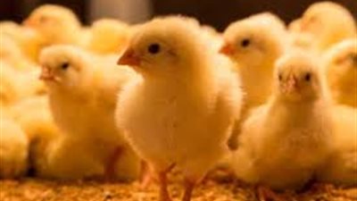 «حماية المنافسة» يحرك دعوى جنائية ضد 162 شركة من منتجي الكتاكيت