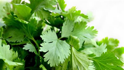 تفسير رؤية الكزبرة في المنام وعلاقتها بالعمر الطويل