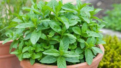 تفسير رؤية النعناع في المنام وعلاقته بالتخلص من الأحزان والهموم 