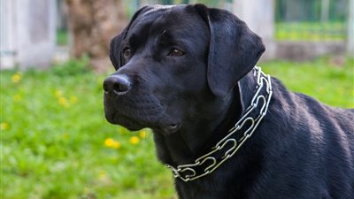 تفسير رؤية الكلب الأسود في المنام وعلاقته بالتعرض للخيانة