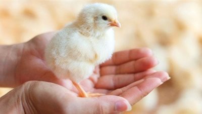   تفسير رؤية الكتكوت في المنام وعلاقته بالسعادة وتفريج الهموم