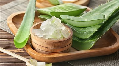 تفسير رؤية الصبار في المنام وعلاقته بالحظ السعيد وقوة التحمل 