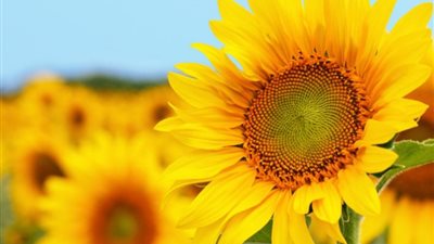  تفسير رؤية عباد الشمس فى المنام وعلاقته بالغيبة والنميمة