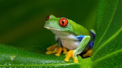 تفسير رؤية الضفدع في المنام للعزباء والمتزوجة والحامل