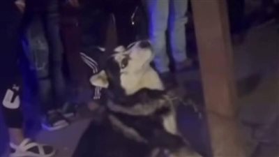 واقعة بيطري يقتل كلب هاسكي أمام المارة تشعل الجدل عبر منصات التواصل 