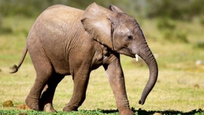   تفسير حلم  ركوب الفيل في المنام وعلاقته بالتفوق والنجاح في الحياة 