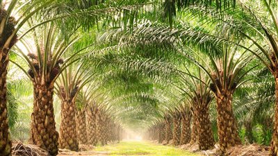 تفسير رؤية النخيل في المنام وعلاقته بالعمر المديد والصحة والعافية