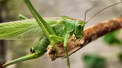 تفسير رؤية الجراد في المنام وعلاقته بالمشاكل والهموم 