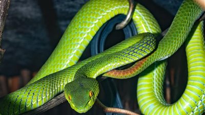  تفسير رؤية الأفعى الخضراء في المنام للعزباء والمتزوجة والحامل