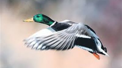 رادار يحرر مخالفة مرورية لـ«بطة» تجاوزت السرعة القانونية