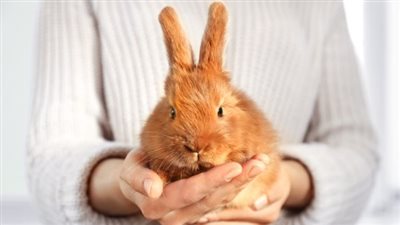 تفسير رؤية  الأرنب في المنام للعزباء والمتزوجة والحامل