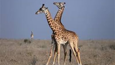 حديقة الحيوان تحتفل اليوم بعيد ميلاد الزرافتين شهد وفرح