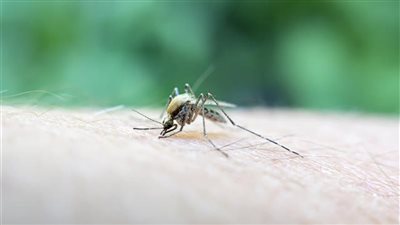 هيئة الدواء تقدم نصائح هامة في حالة حدوث لدغات البعوض