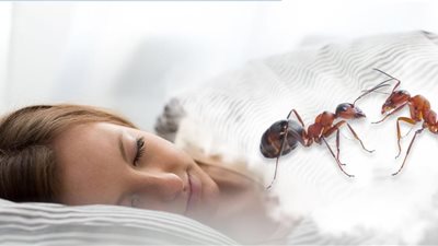 تفسير رؤية النمل الأسود في المنام للعزباء والمتزوجة والحامل 