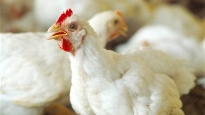 مجلس الوزراء ينفي اصابة الدواجن بفيروس يمنع تناولها أو التعامل معها
