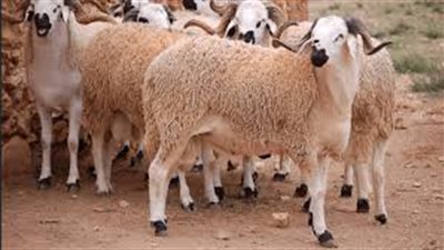 حملة صارمة في المغرب لمنع ذبح الأضاحي في العيد
