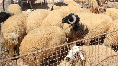 هل يجوز للمضحي دفع ثمن الأضحية من مال الزكاة؟.. «الإفتاء تُجيب»