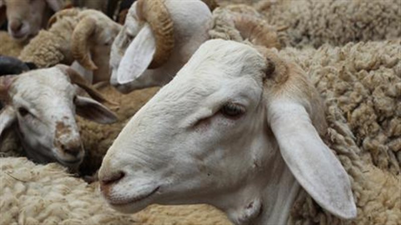 الأضحية