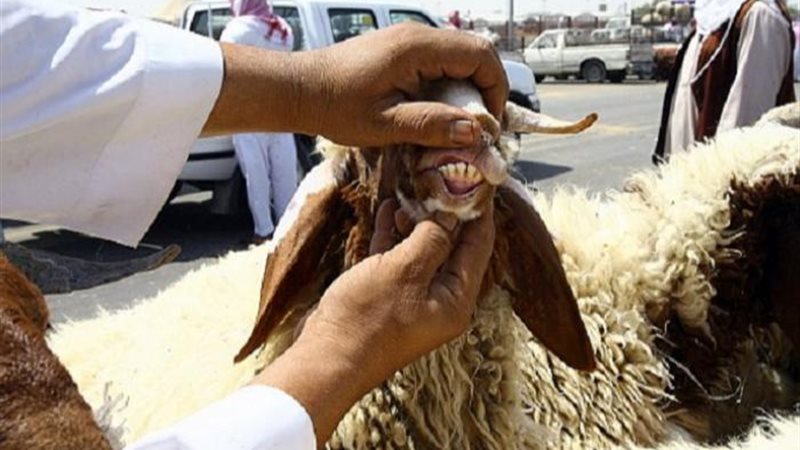 ذبح الأضاحي