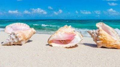 تفسير رؤية صدف البحر  في المنام للعزباء والمتزوجة  والحامل