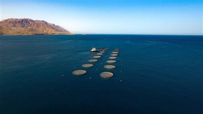 سلطنة عمان تعزز حضورها في التقييمات العالمية للمصايد البحرية