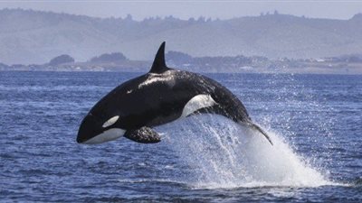  تفسير رؤية الحوت في المنام وعلاقته بالهموم والأحزان 