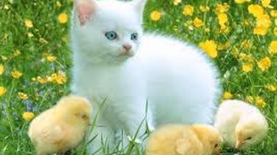 طرائف القوانين.. احذر إزعاج هذه الحيوانات وإلا تتعرض للمحاكمة