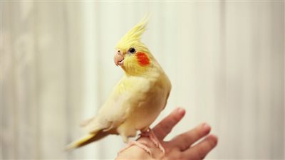 تفسير رؤية الكروان في المنام للعزباء والمتزوجة والحامل 