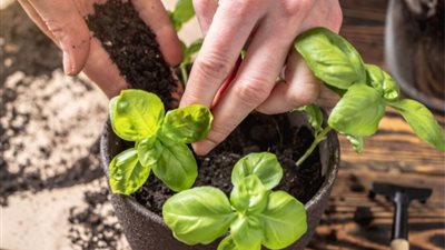  تفسير رؤية الريحان في المنام وعلاقته بالترقية في العمل 