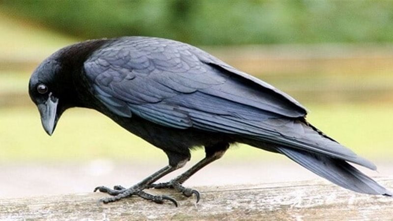 الغراب