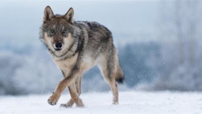 خير أم شر.. تفسير رؤية الذئب في المنام للعزباء والمتزوجة
