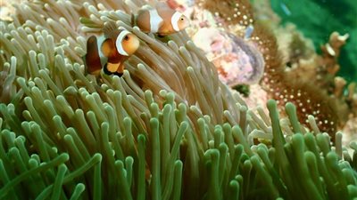 تدشين مهرجان مسندم الدولي للغوص في نسخته الأولى.. غدا