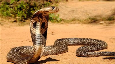 تفسير رؤية الثعبان الأسود في المنام وعلاقته بالحسد