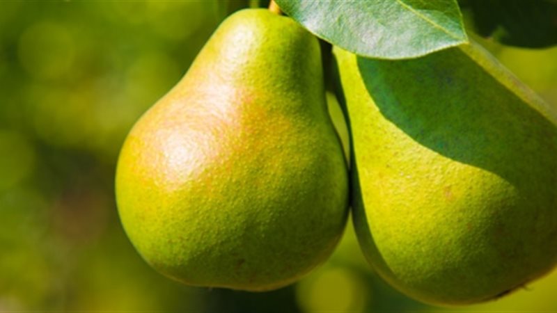 تفسير رؤية الكمثرى